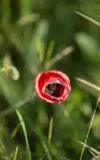 EB_BARBARA_VIE_POPPIES_GONE_WILD_14.webp