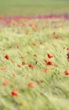 EB_BARBARA_VIE_POPPIES_GONE_WILD_4.webp